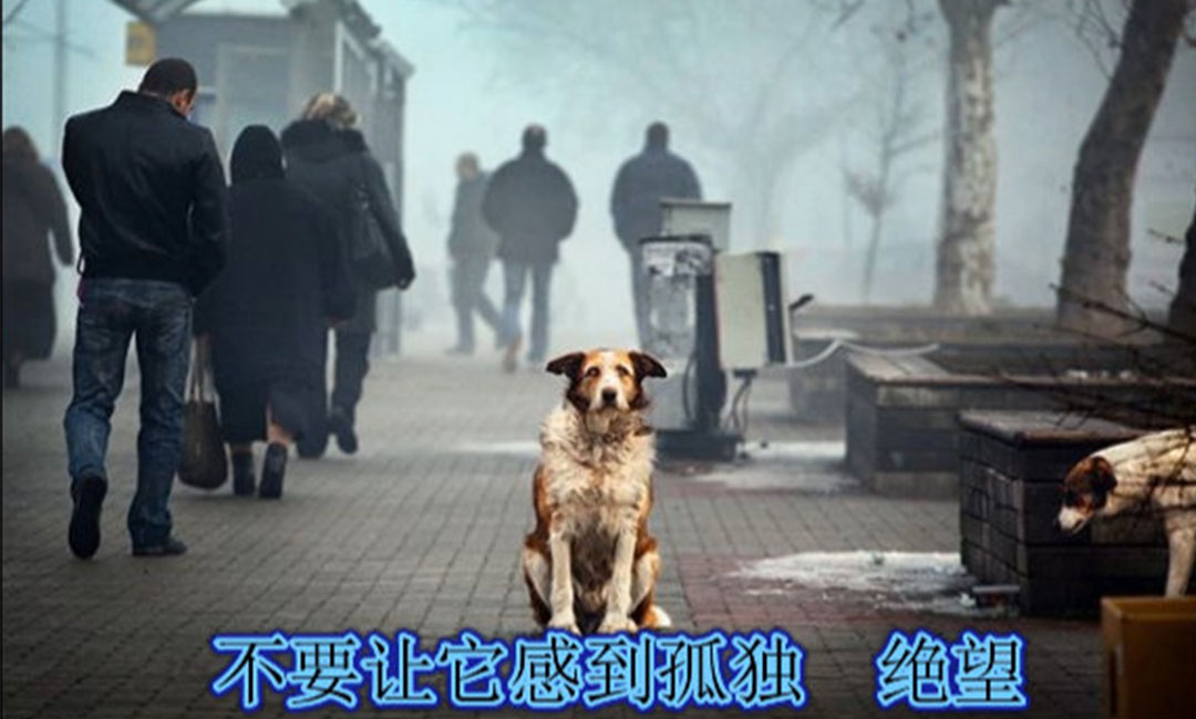 江北江北爱影圈微博微信转发案例